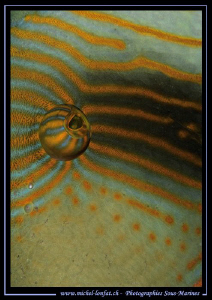 Eye of Trigger Fish... by Michel Lonfat 
